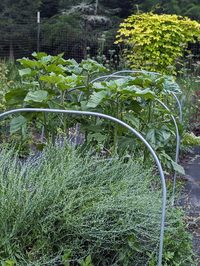 Bulk Greens and Botanicals