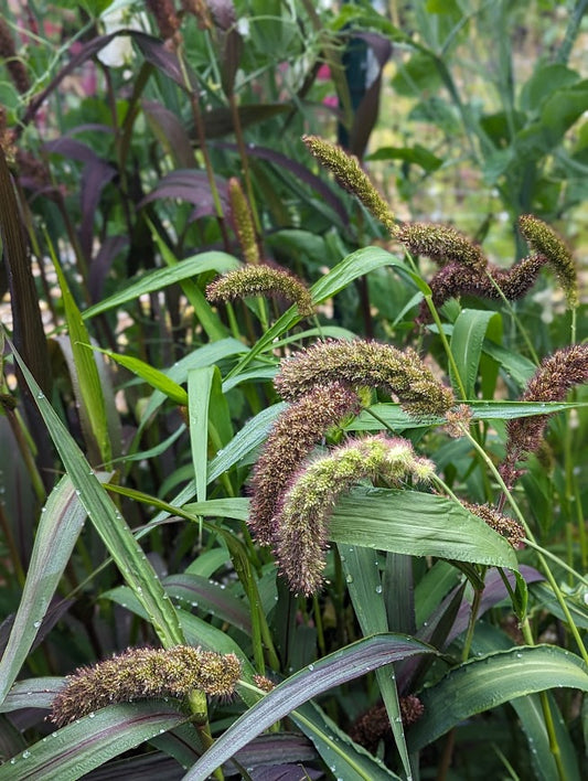 Bulk Greens and Botanicals