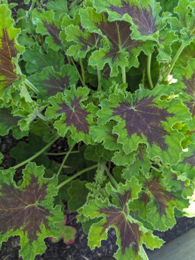 Bulk Greens and Botanicals