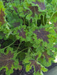 Bulk Greens and Botanicals